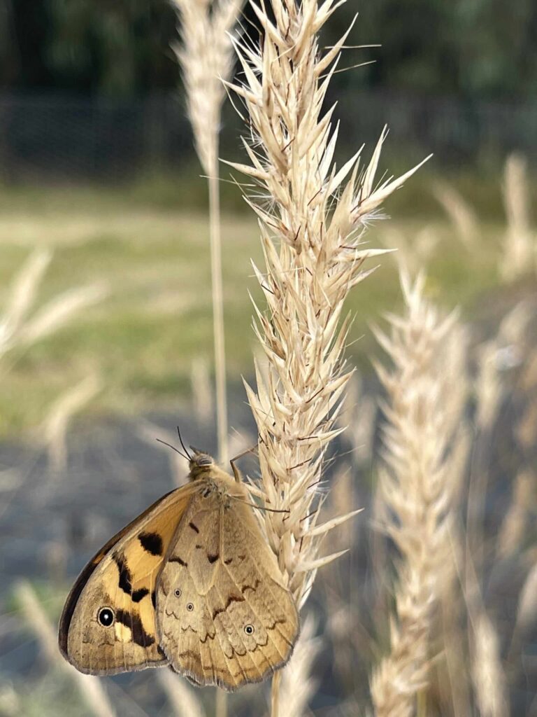 All about Native Grasses